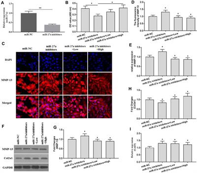 Xanthohumol Inhibited Mechanical Stimulation-Induced Articular ECM Degradation by Mediating lncRNA GAS5/miR-27a Axis